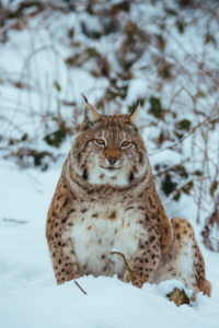 Eurasischer Luchs im Schnee Eurasischer Luchs im Schnee